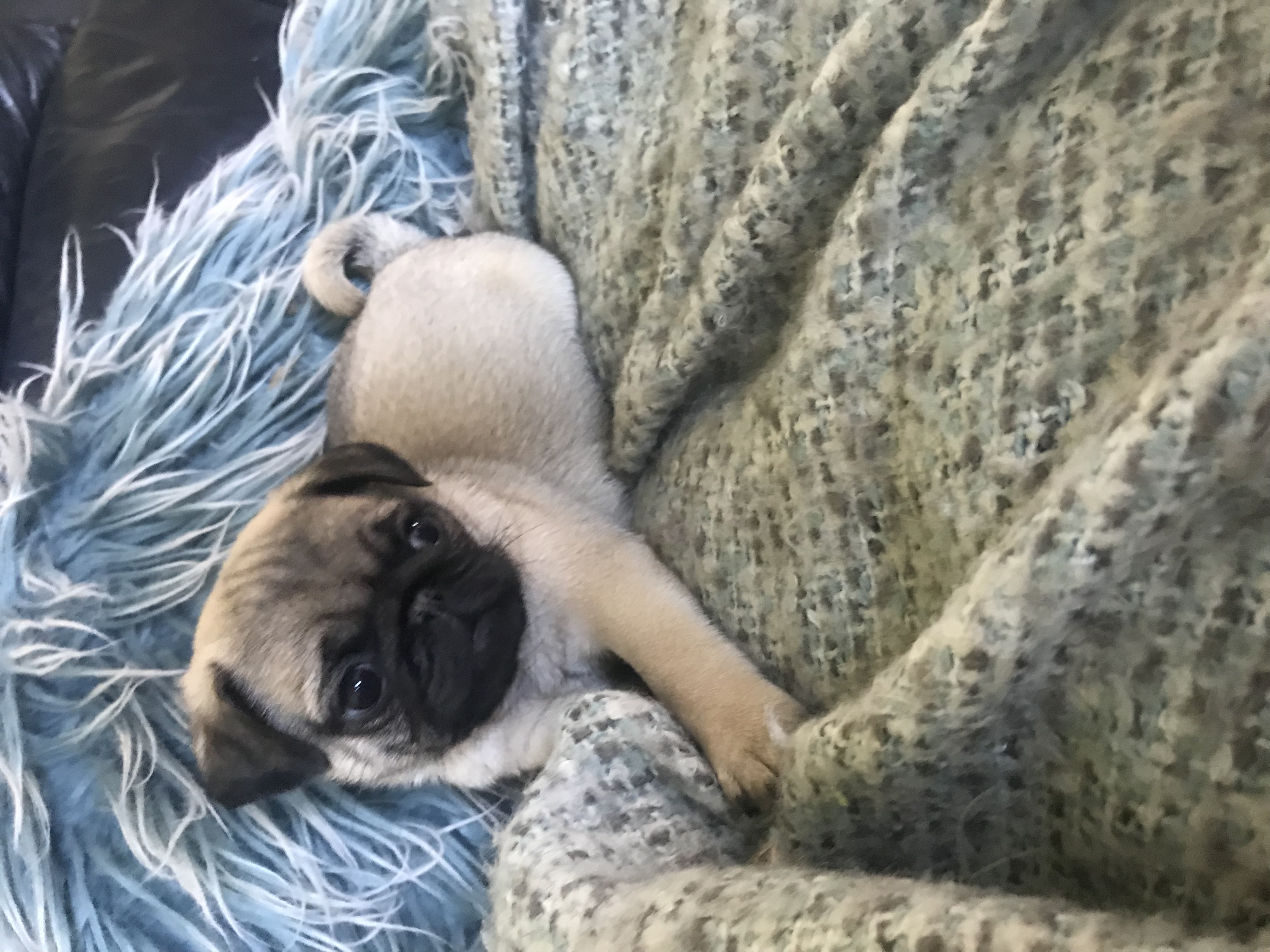 Purebred Fawn boy pug - Snub Nosed K9's - Dogs for Sale NZ & AUS