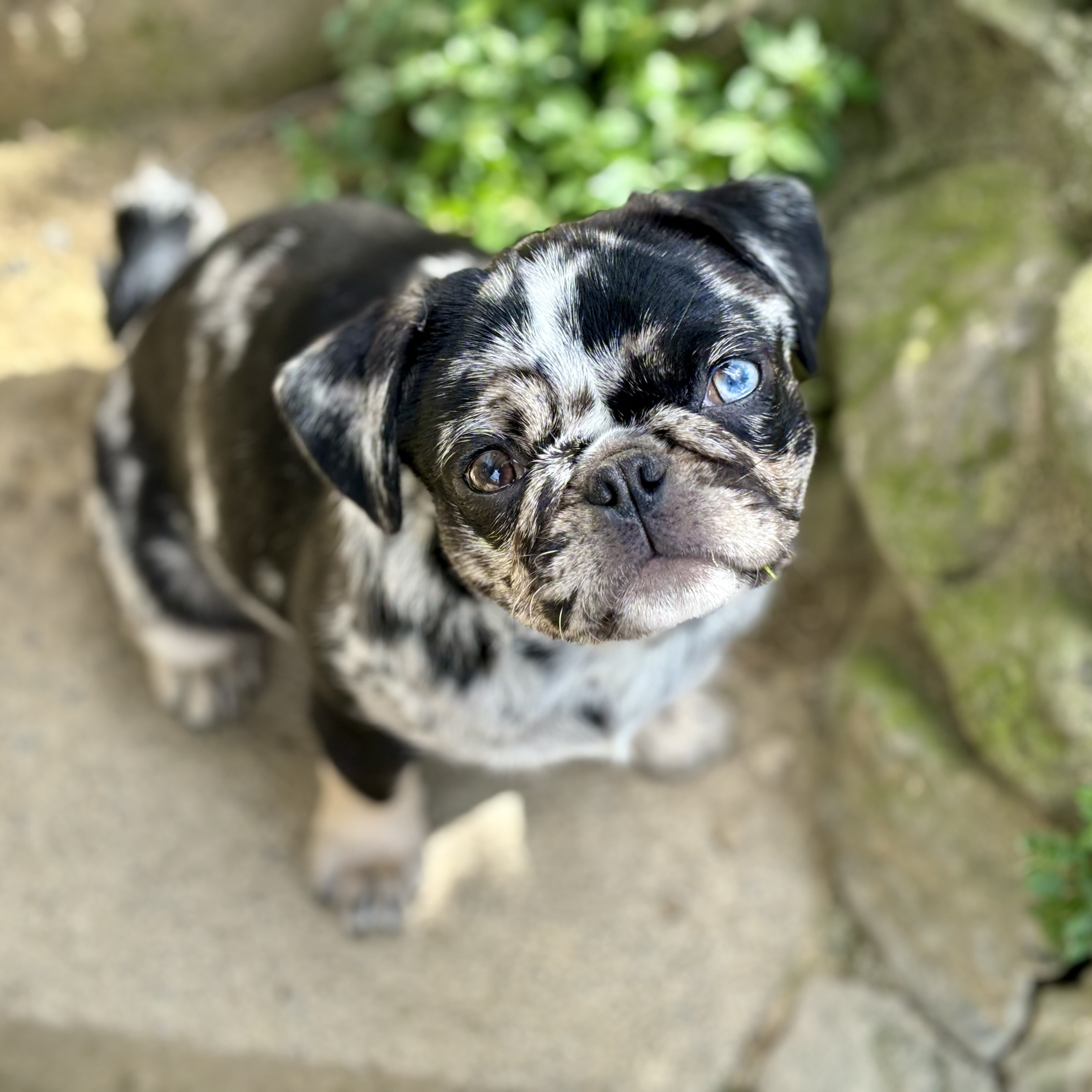 Blue merle outlet pug