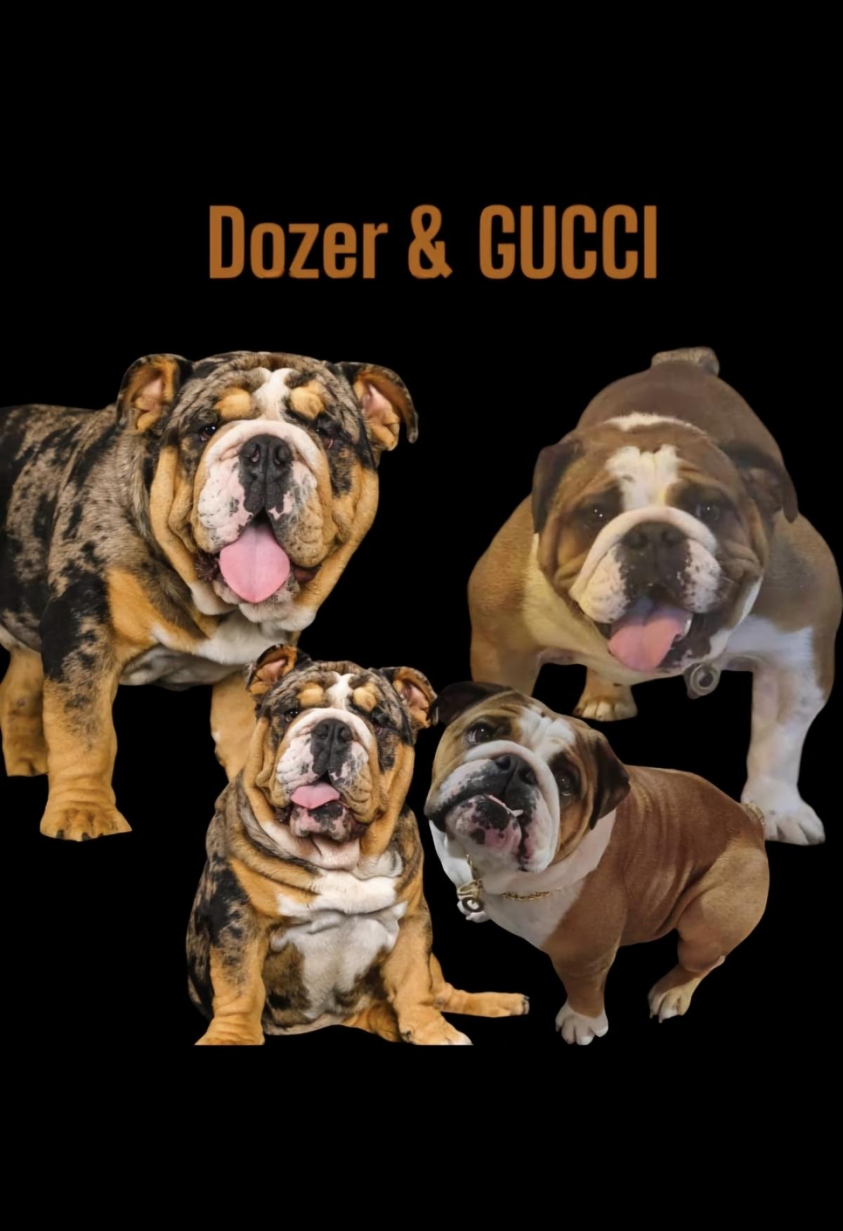 Gucci meets Dozer litter