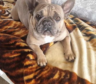 image of blue fawn female frenchie