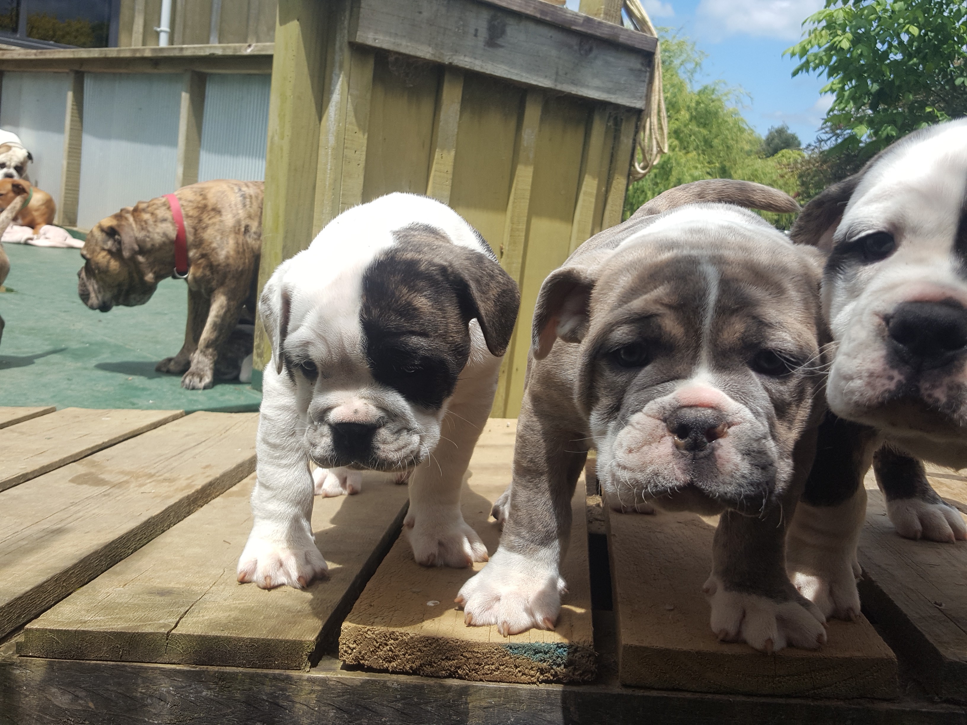 Olde English Bulldogge pups for sale - Snub Nosed K9's - Dogs for Sale NZ