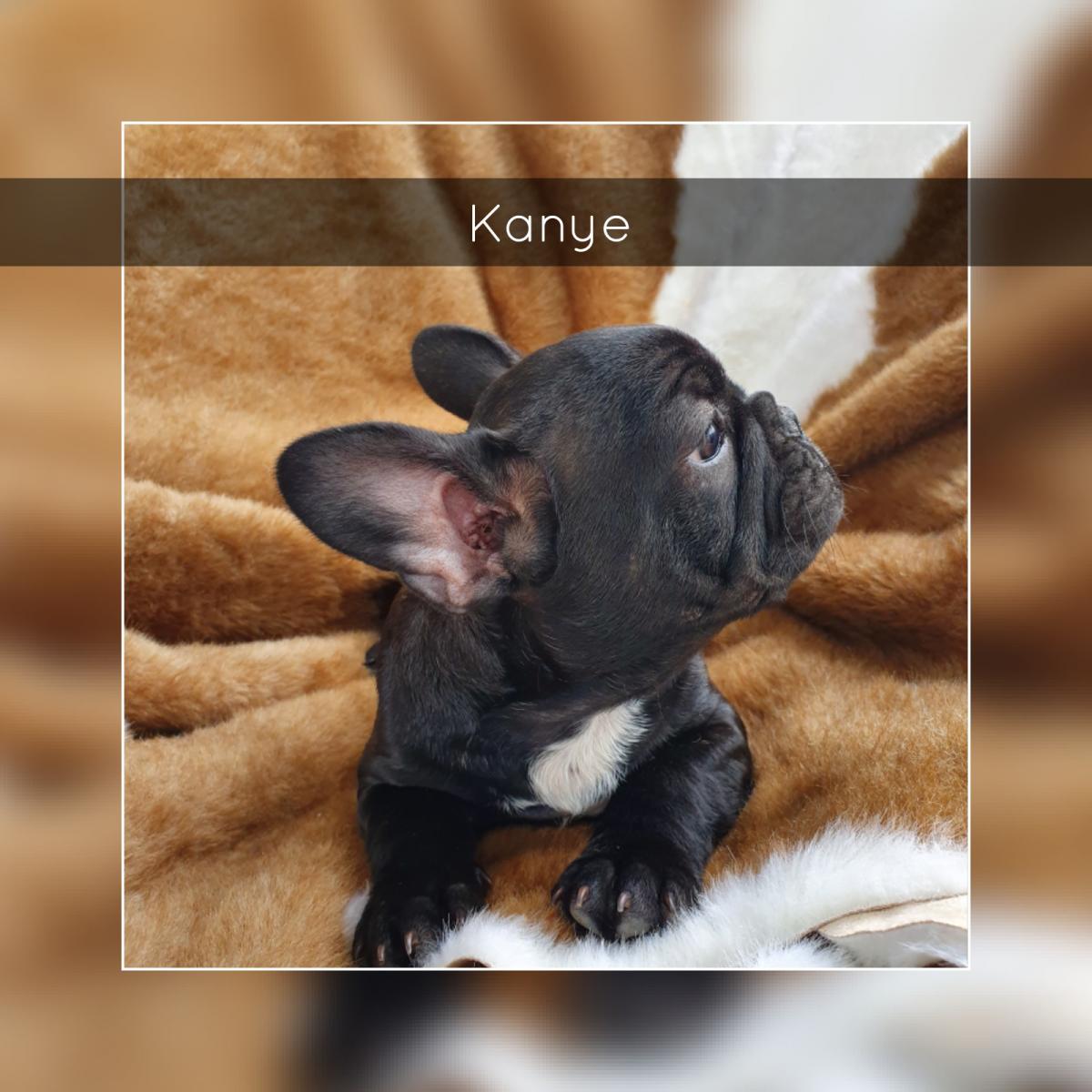 Flat Face French Bulldog Puppies - Available Now - Snub Nosed K9's ...