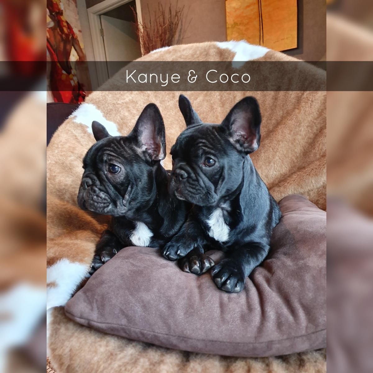 Flat Face French Bulldog Puppies - Available Now - Snub Nosed K9's ...