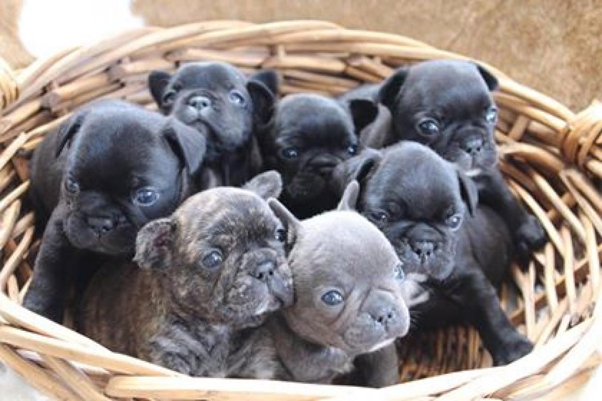 Flat Face French Bulldog Puppies - Available Now - Snub Nosed K9's ...