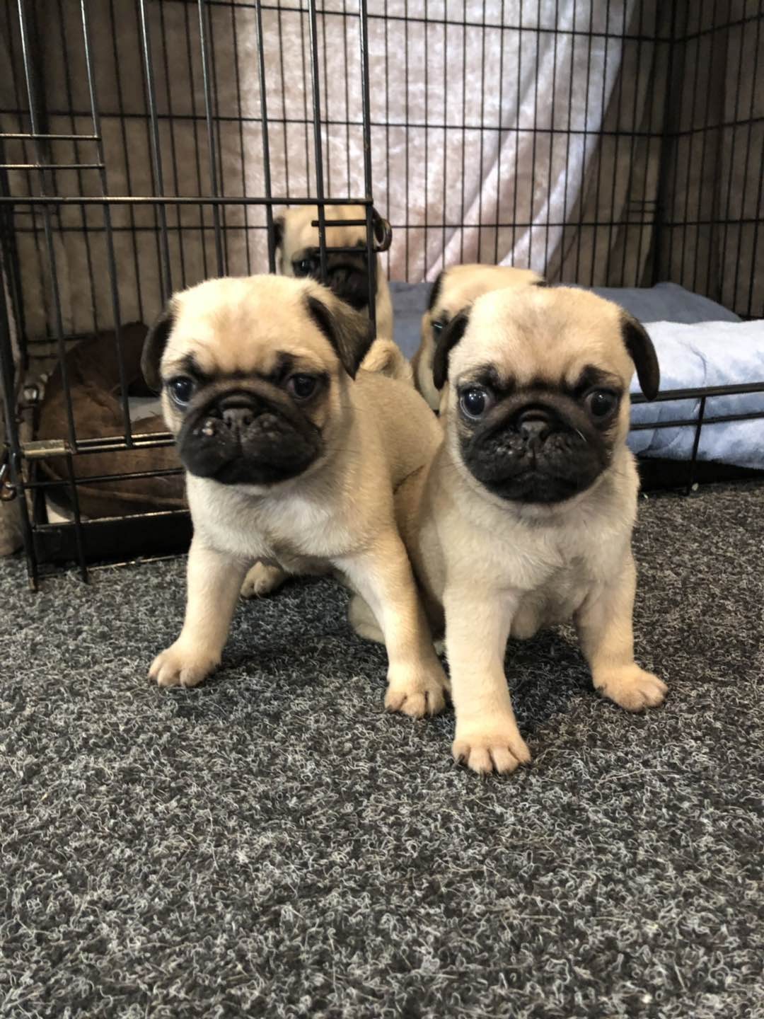 Purebred Pug Puppies for sale - Snub Nosed K9's - Dogs for Sale NZ & AUS