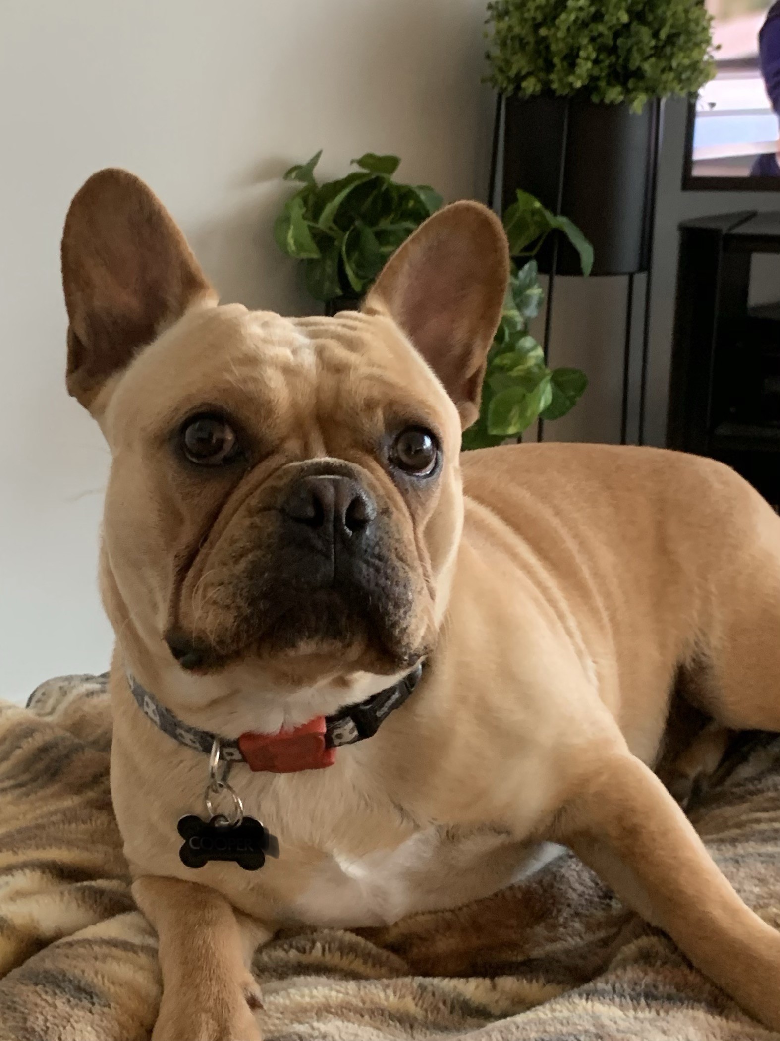 1 Year Old Male French Bulldog Snub Nosed K9 S Dogs For Sale NZ AUS   A7d32024 9c8d 47a2 A33f 0989c137f340 