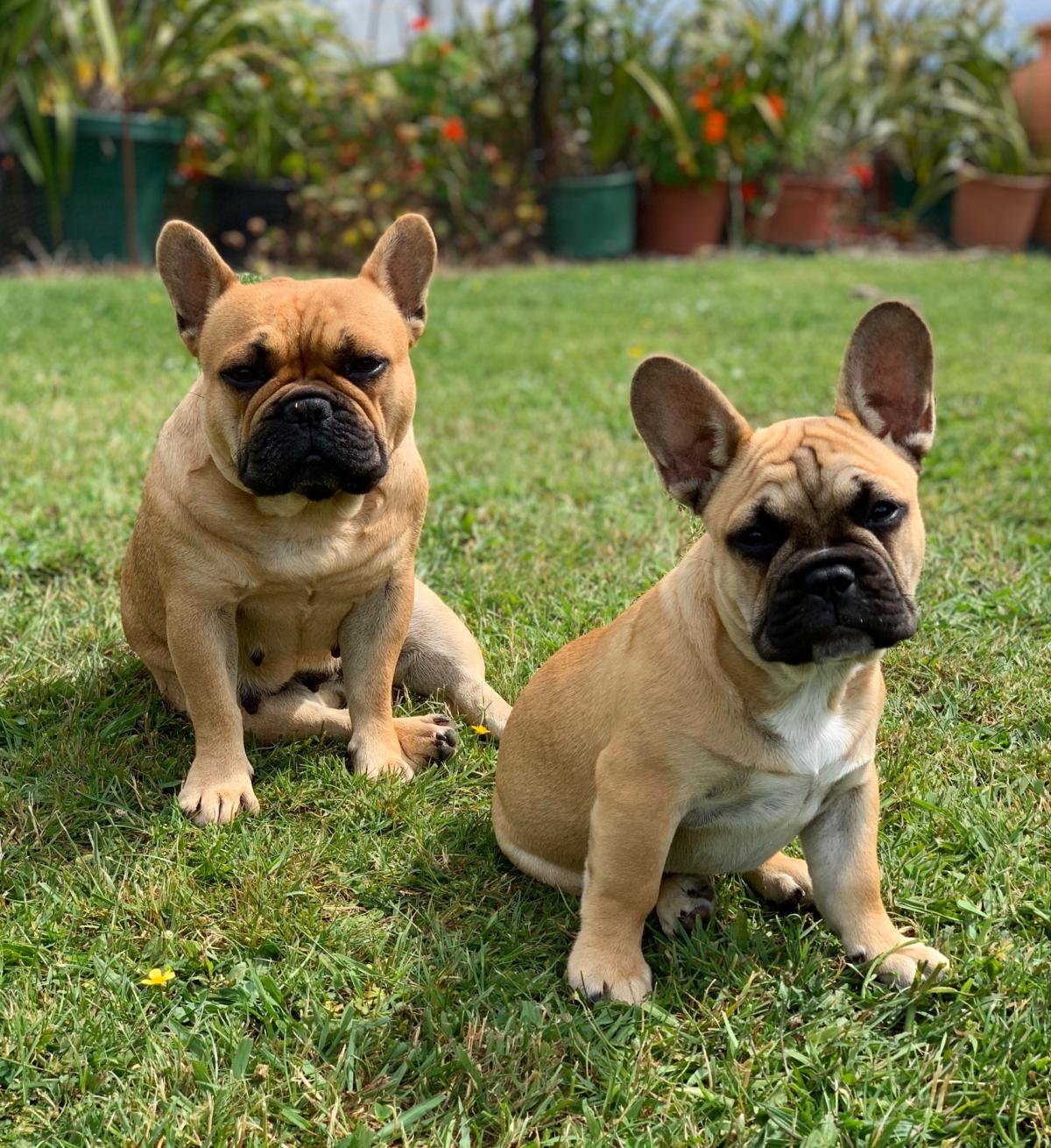 Registered Female Red Fawn Pup - Snub Nosed K9's - Dogs for Sale NZ & AUS