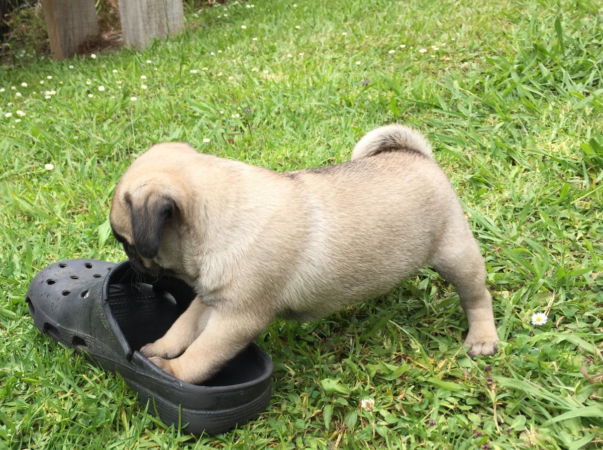 Pug Puppy - Snub Nosed K9's - Dogs for Sale NZ & AUS