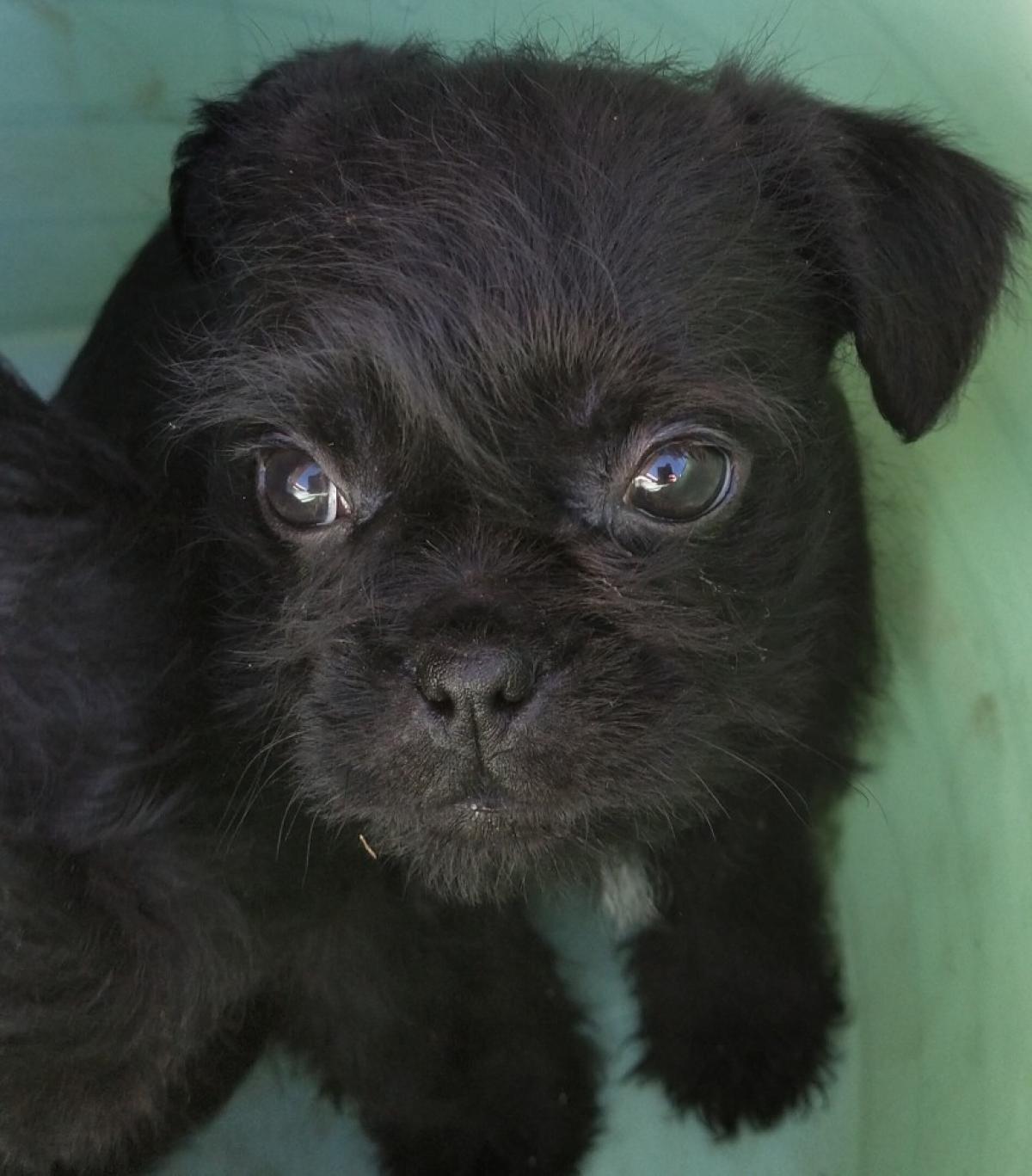 PUG X POODLE PUPS - Snub Nosed K9's - Dogs for Sale NZ & AUS