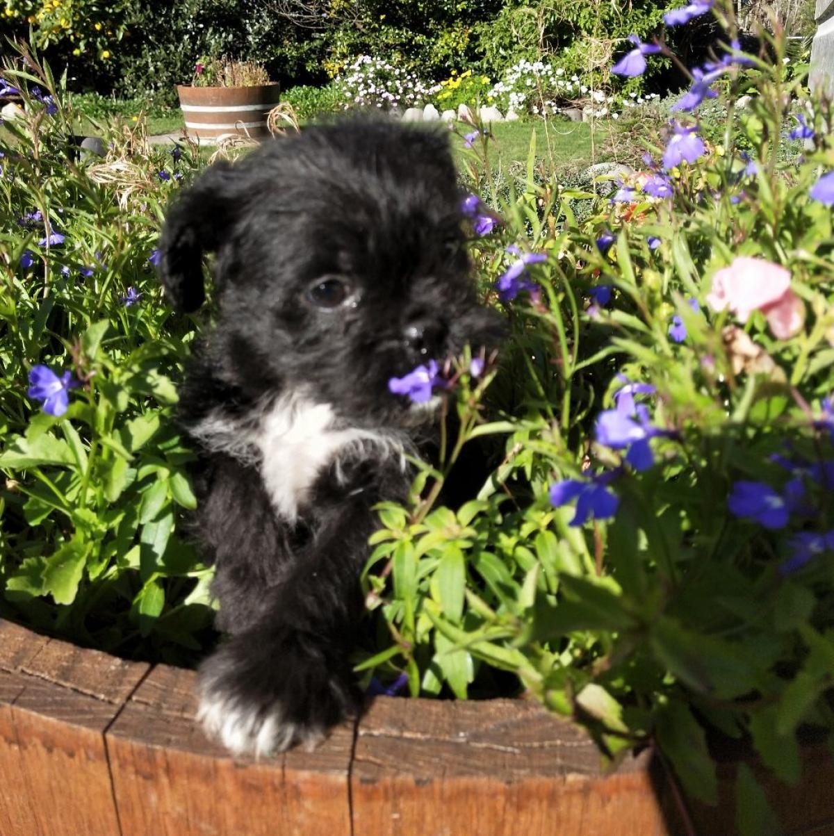 PUG X POODLE PUPS - Snub Nosed K9's - Dogs for Sale NZ & AUS