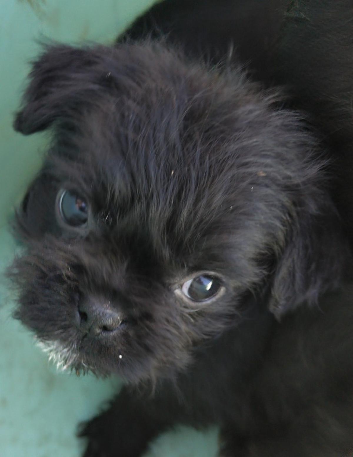 PUG X POODLE PUPS - Snub Nosed K9's - Dogs for Sale NZ & AUS