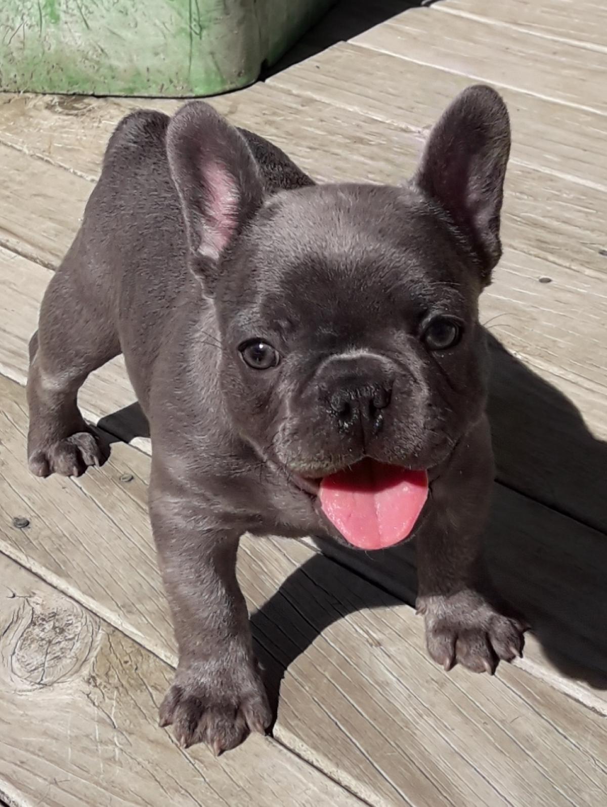 purebred-french-bulldog-snub-nosed-k9-s-dogs-for-sale-nz-aus