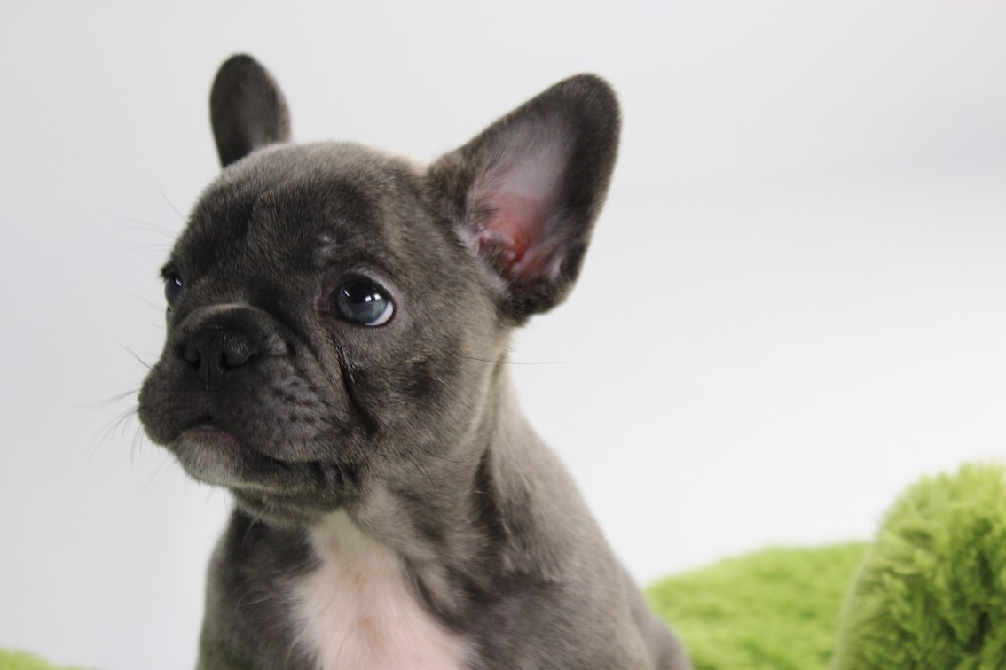 baby-frenchies-soooooooo-cute-ready-to-go-now-snub-nosed-k9-s