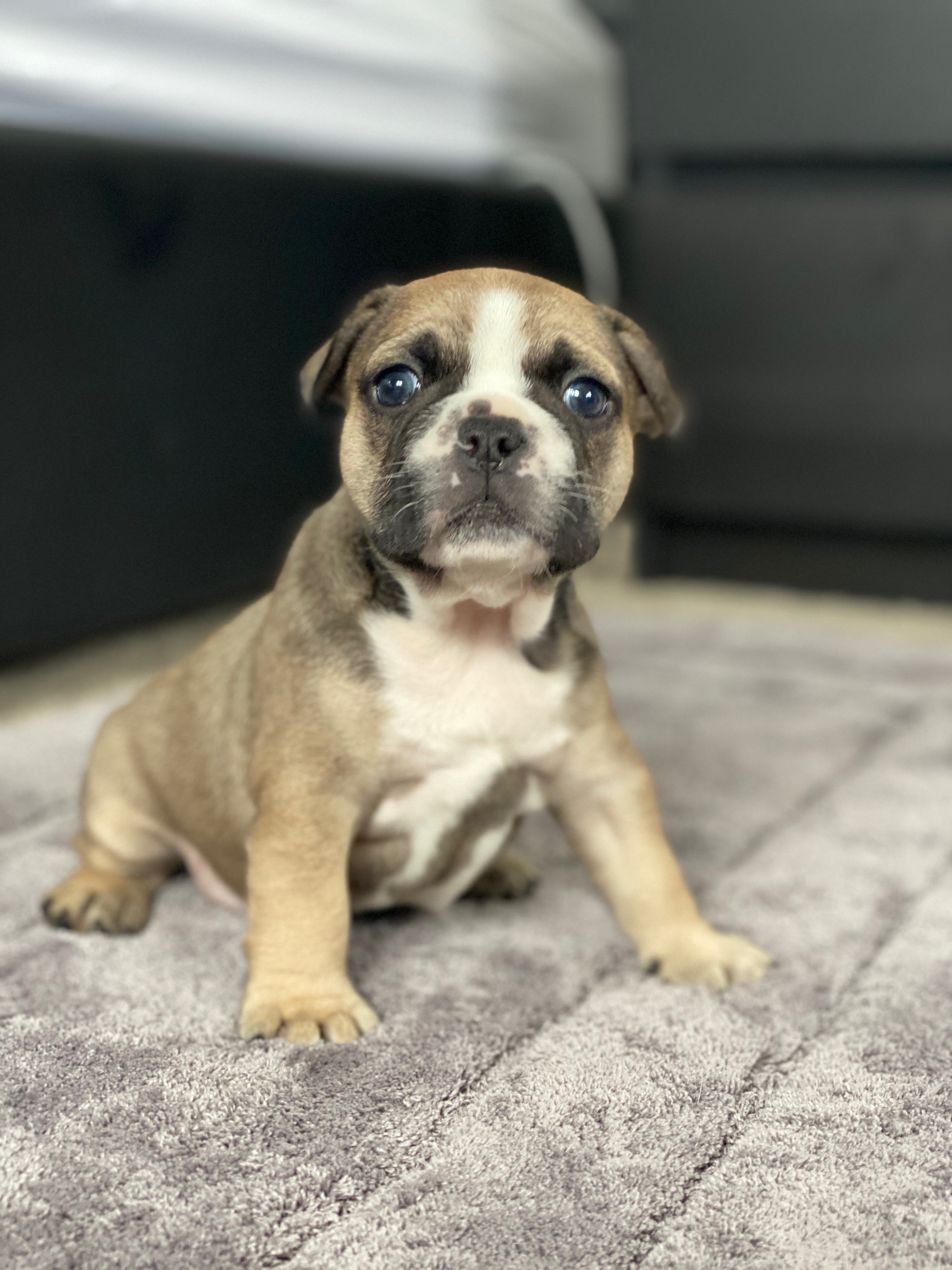 Purebred French Bulldog Puppies - only 1 Left - Snub Nosed K9's - Dogs ...