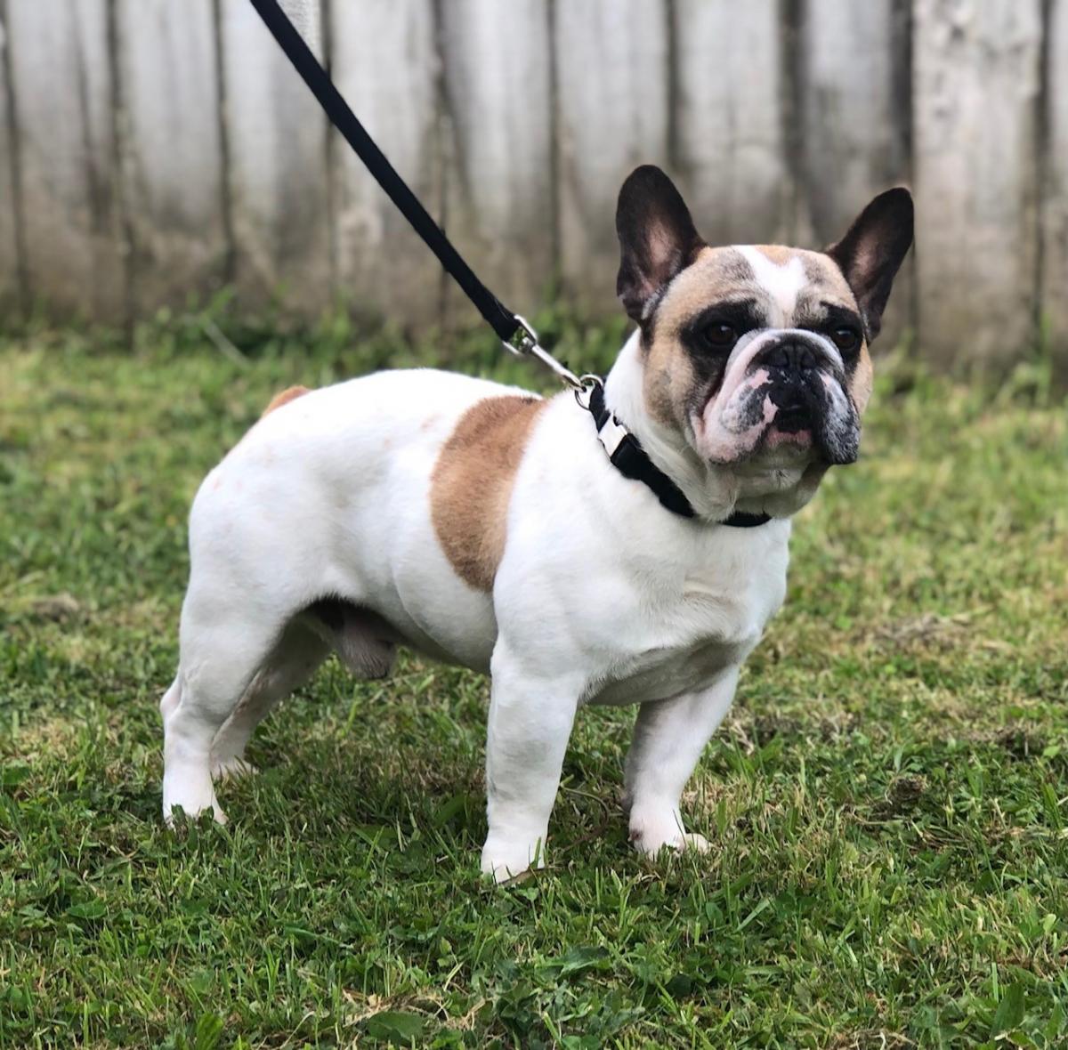 Frozen semen from Dogs NZ Registered Fawn Pied Frenchie - Snub Nosed K9 ...