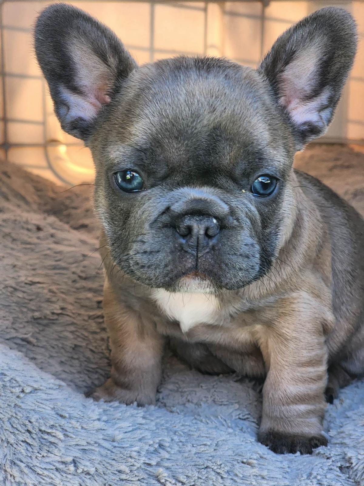 FRENCH BULLDOG PUPPIES - Snub Nosed K9's - Dogs for Sale NZ