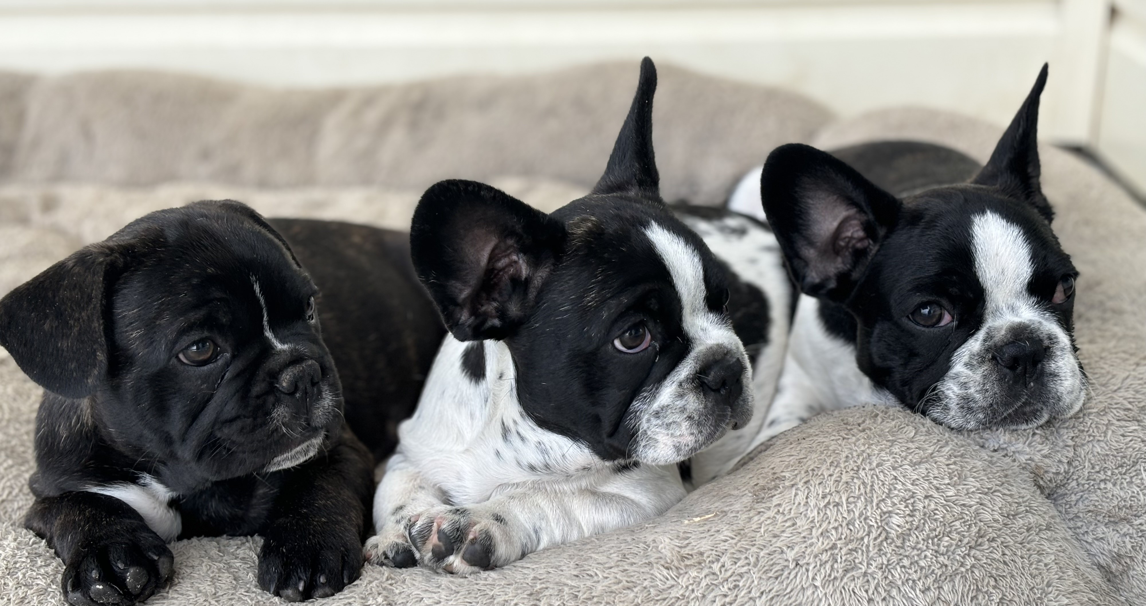 10 weeks old purebred french bulldog pups - PRICED TO SELL - Snub Nosed ...