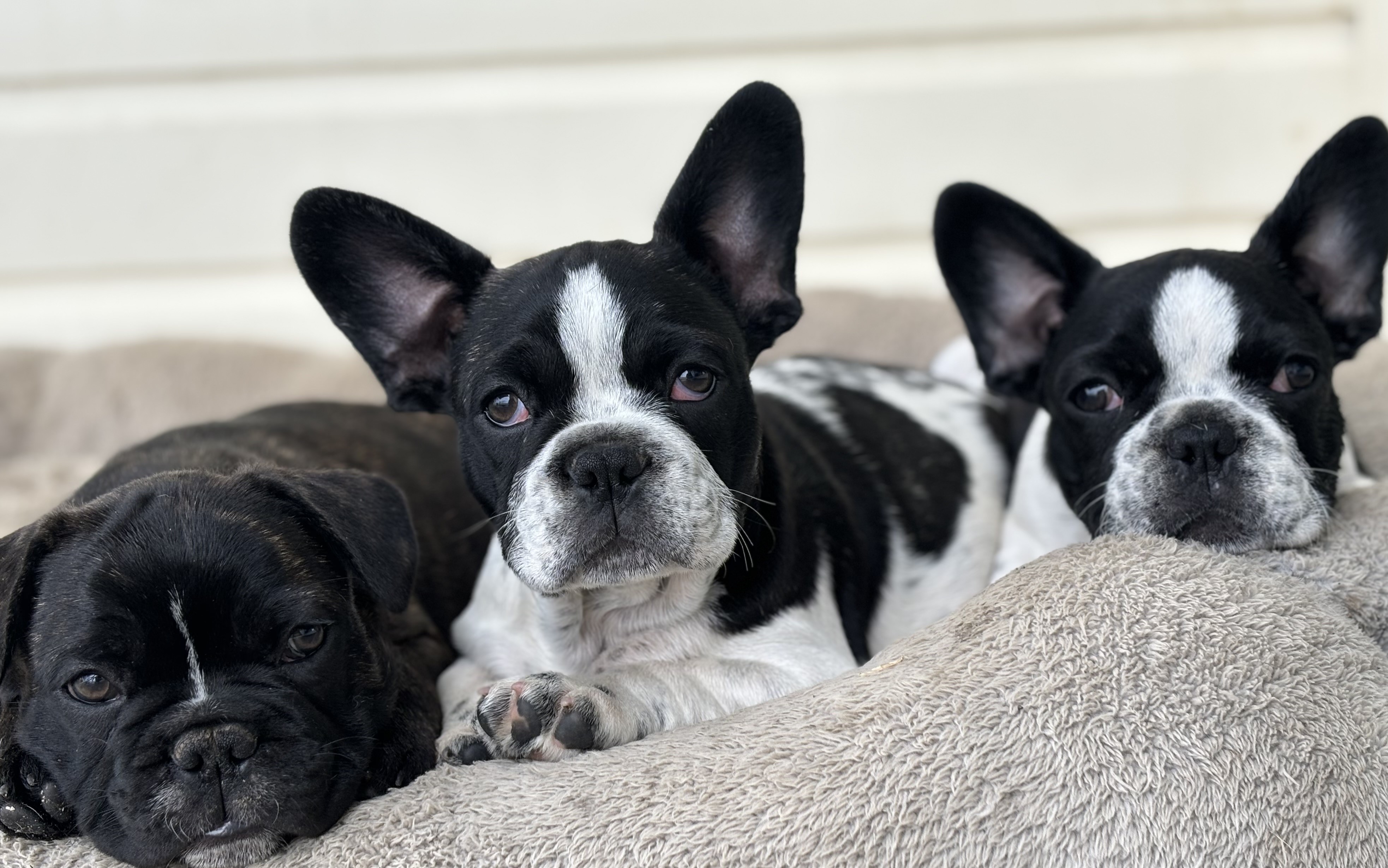 10 weeks old purebred french bulldog pups - PRICED TO SELL - Snub Nosed ...