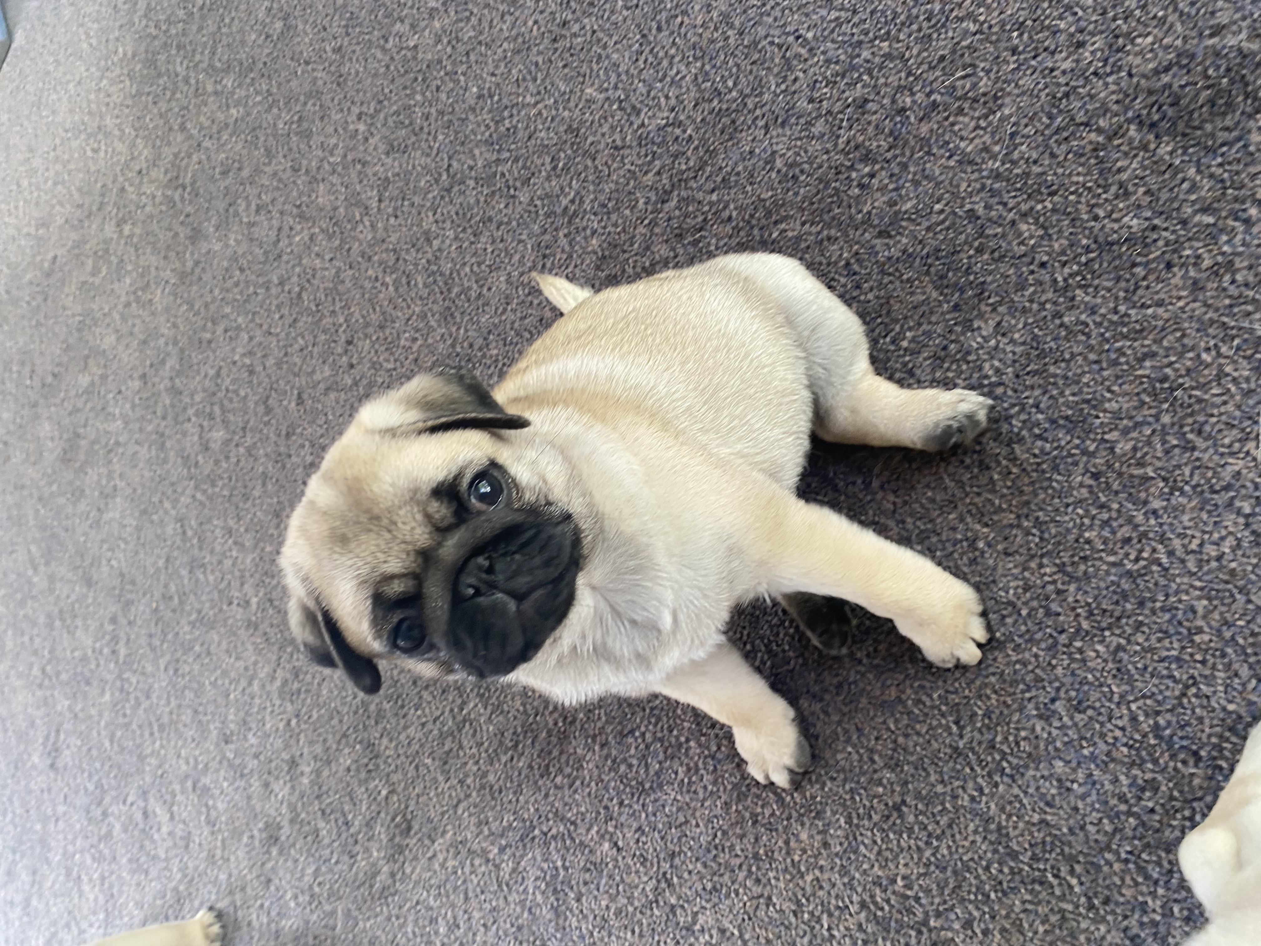 9 week hot sale old pug