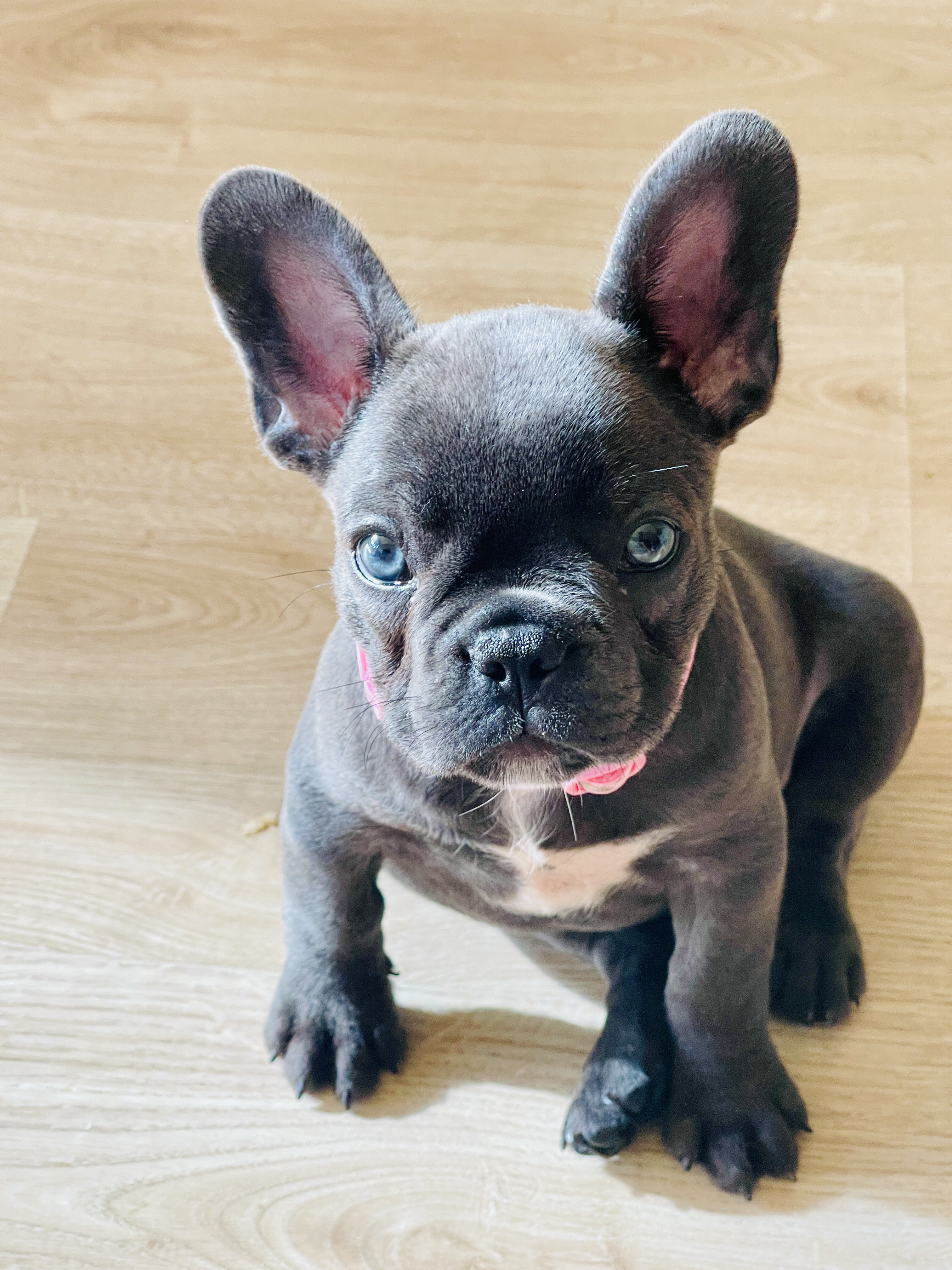 Purebred French bulldog Female - Snub Nosed K9's - Dogs for Sale NZ