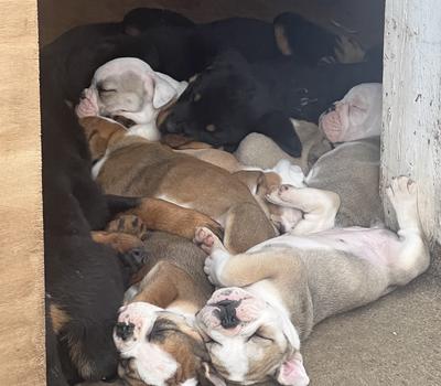 image of Beautiful Bulldog puppies 