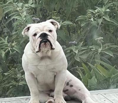 image of Beautiful Purebred Bulldog 