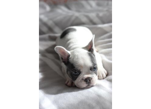 French Bulldog - Blue Tri Pied - Snub Nosed K9's - Dogs for Sale NZ