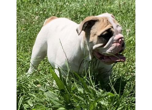 product image for Unregistered British Bulldog pup