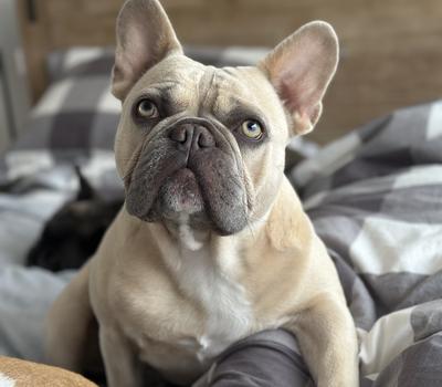 image of French Bulldog Lilac Fawn carrying Testable Choc Stud
