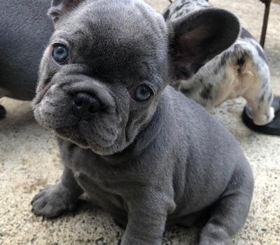 image of Registered French Bulldog Pups