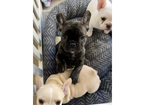 gallery image of French bulldog Puppies 
