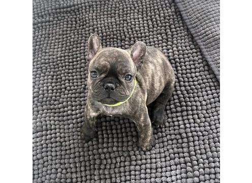 product image for French bulldog Puppies 