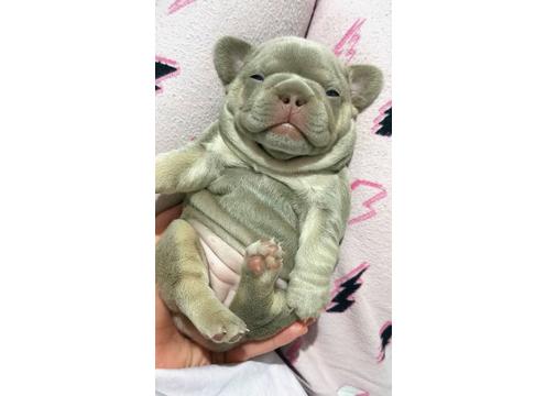 gallery image of Top Quality Registered Purebred French Bulldogs 